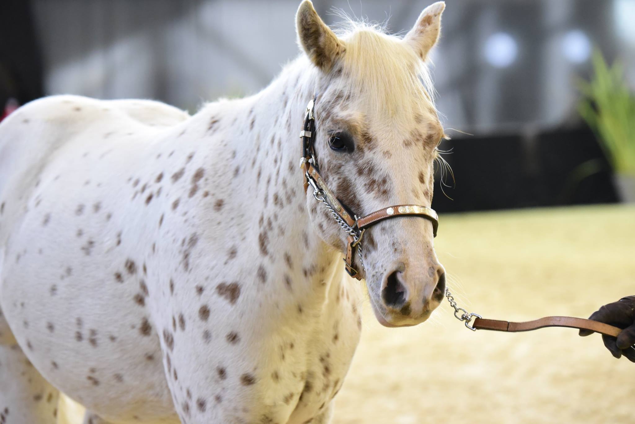 elevage poa haute loire gite equestre 43