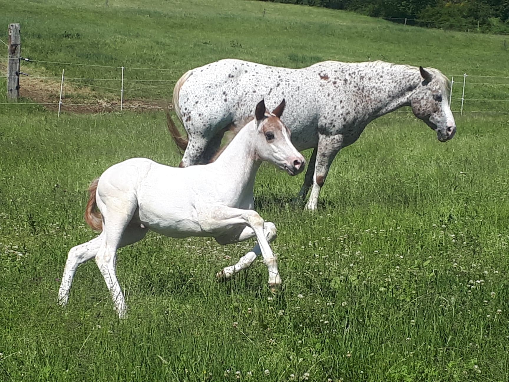 elevage poney des amériques en haute loire